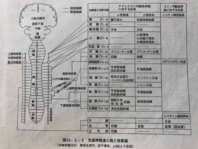 鍼灸治効理論２ 東京大田区平和島駅近く 鍼灸サロン東京ミチコ